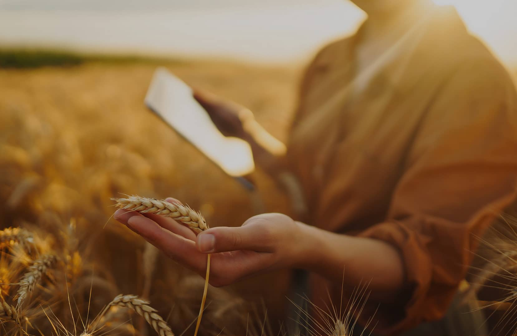 Woman holding a tablet on one hand and wheat on the other one